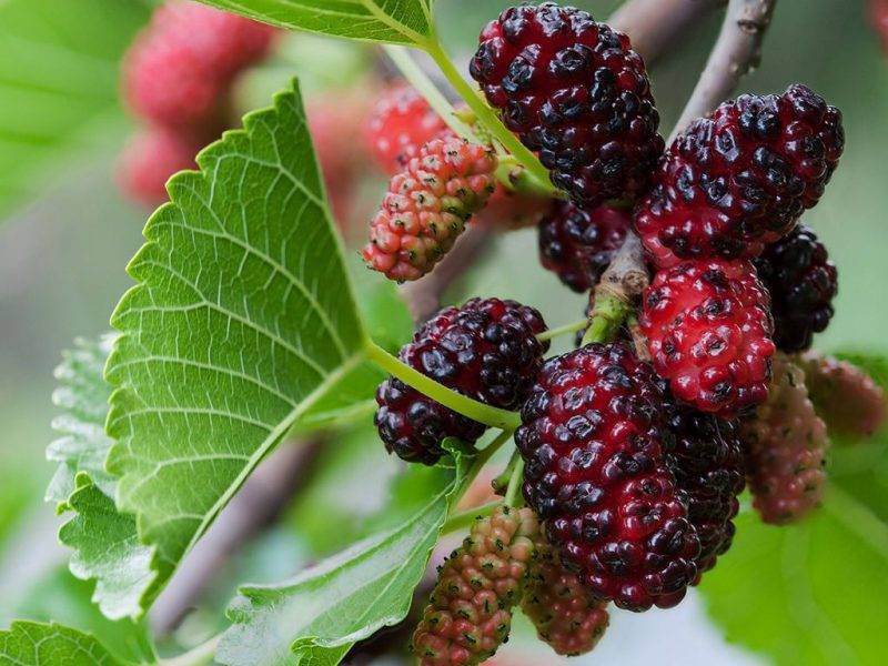 Шелковица купить саженцы из питомнике в Красноярске