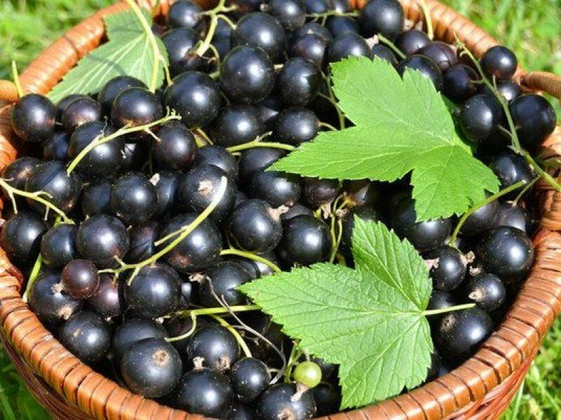 Смородина купить саженцы из питомника в Красноярске