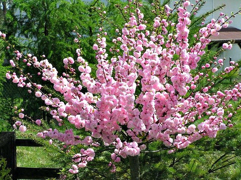 Миндаль купить саженцы из питомника в Красноярске