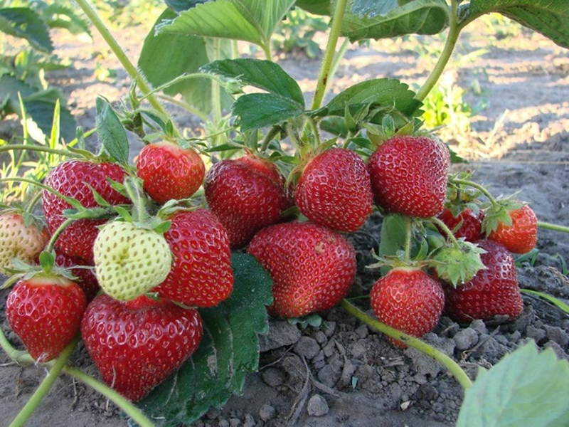 Клубника купить саженцы из питомника в Красноярске