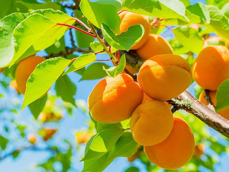 Абрикос купить саженцы из питомнике в Красноярске