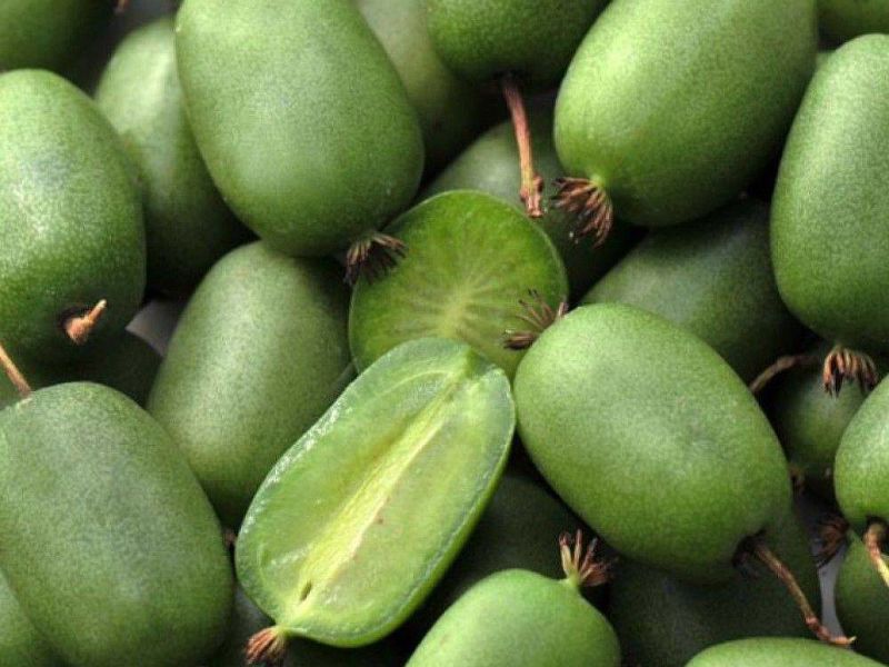 Актинидия купить саженцы из питомнике в Красноярске