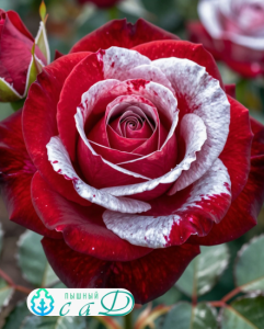 Роза "АЛЛИЛУЙЯ"