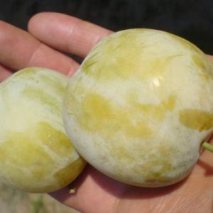 Слива "РЕНКЛОД РАННИЙ