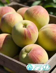 Персик "СИБИРЯК"   (срок созревания - август)